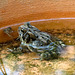 Toad sitting in water