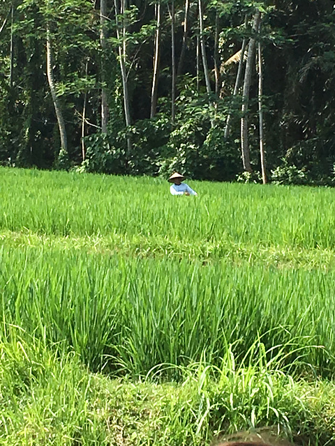 Vue sur la rizière