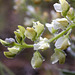 Water Drops on Lupine