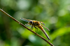 Dragon fly, Burton wetlands