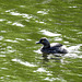 Day 9, Least Grebe, Resaca de la Palma SP