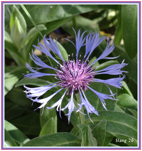 Bleuet de mon jardin, Cornflower of my garden