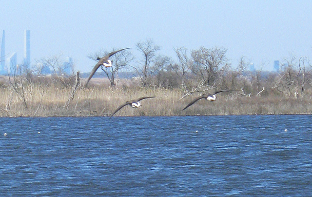 "Tower, Goose Flight On Final Approach"