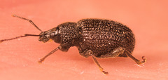 IMG 2072 Weevilv2