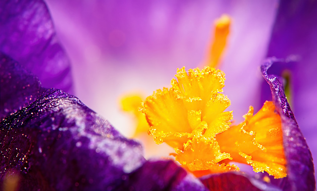 .......das Innenleben der Krokus kann schon schön sein...............the inner life of the crocus can be beautiful...............la vie intérieure du crocus peut être belle........