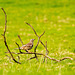 Mistle thrush