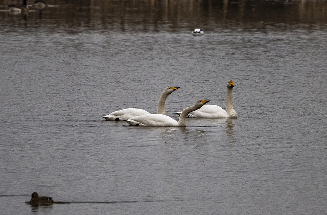 Whooper swans