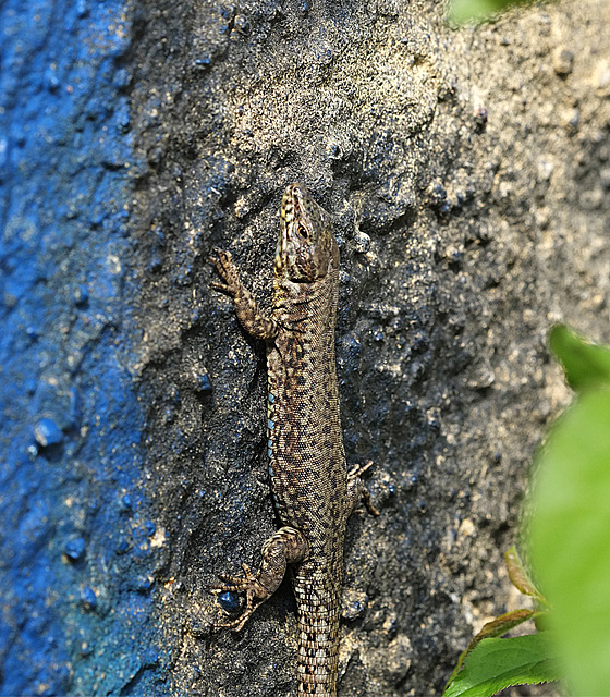 Kleines urbanes Krokodil