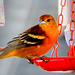 Female Baltimore Oriole at my jelly feeder.