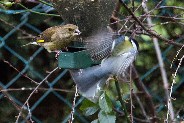 20141228 6140VRAw [D~RI] Grünfink [w] (Carduelis chloris), Kohlmeise (Parus major), Rinteln