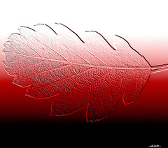 ...leaf in red...