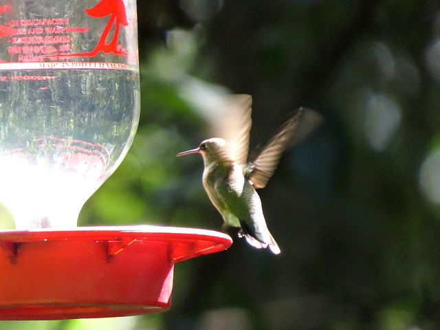 Ruby-throated hummingbird