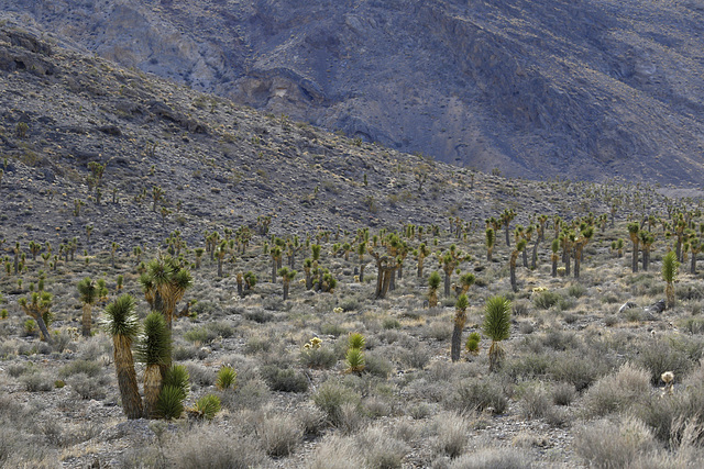 Joshua Tree Forest