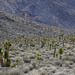 Joshua Tree Forest