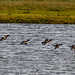 Ducks in flight