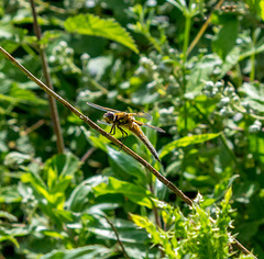 Dragon fly2, Burton wetlands