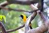 Yellow bird and bokeh