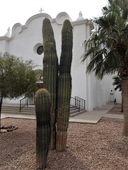 Cactus Peace & Love desert chuch / Culte au cactus