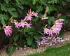 Fig, belladonna lily and cyclamen