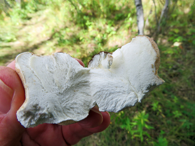 Inside a fresh puffball