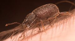 IMG 2082 Weevilv2