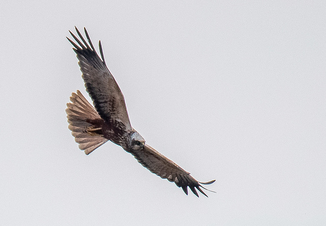 Marsh harrier