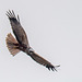 Marsh harrier