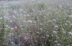 Shepherd's purse