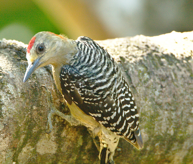 IMG 0345woodpecker