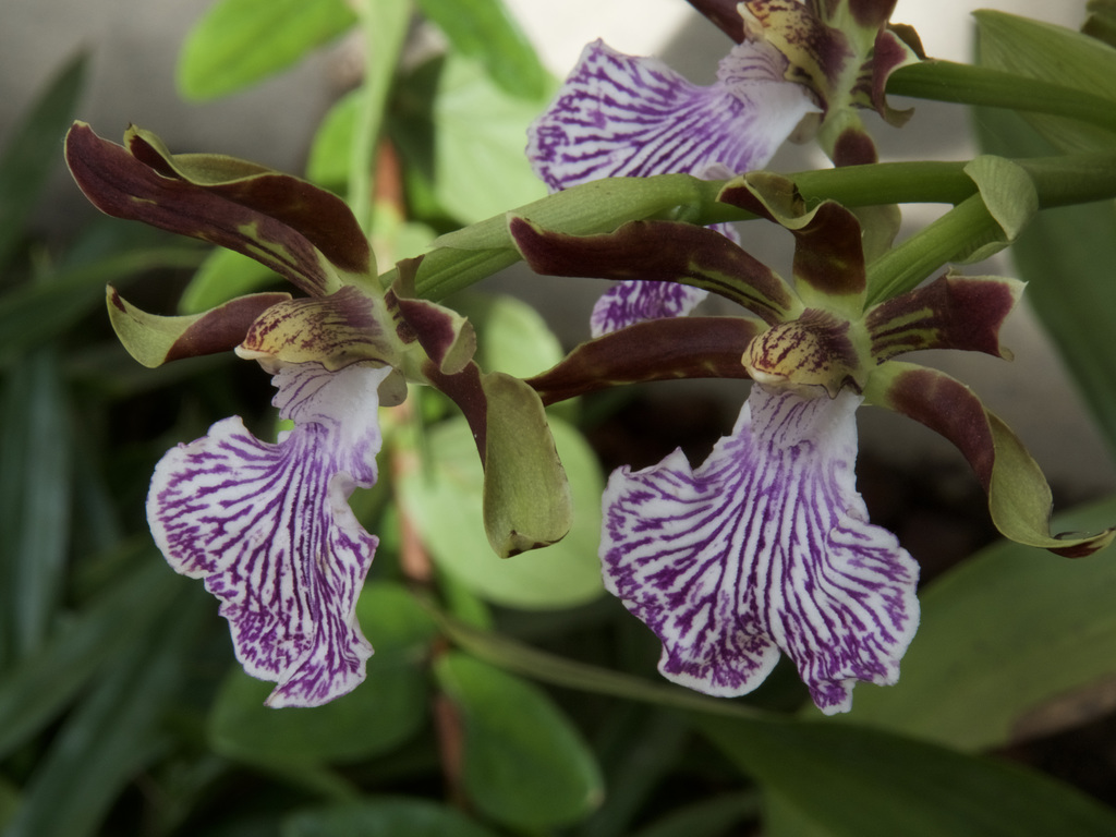 Zygopetalum  'Granite Island'