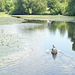 Idylle Wilhelmsburger Dove Elbe