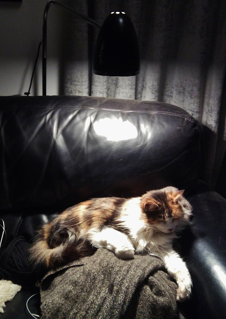 Leeloo under the lamp