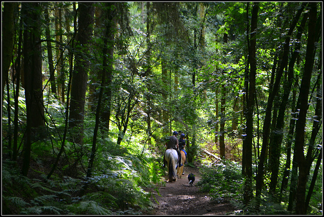 Horse man descent