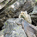 Pika - a two-second nibble