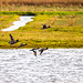 Ducks in flight