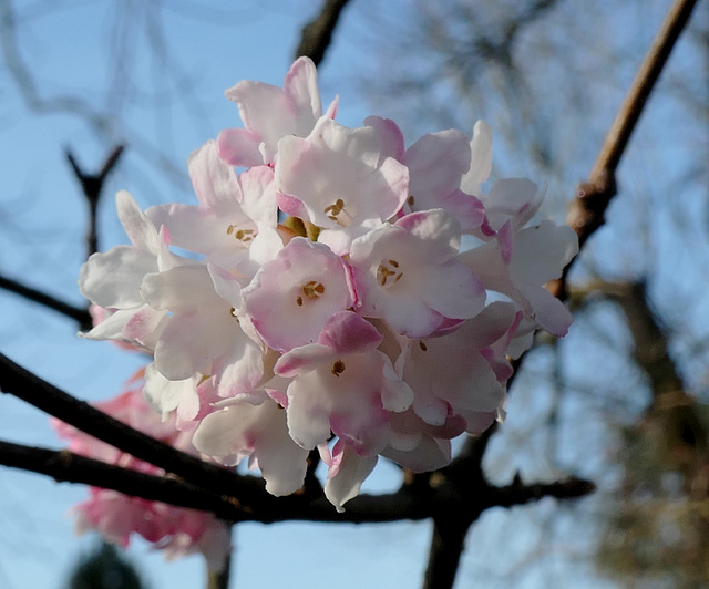 Le Viburnum...