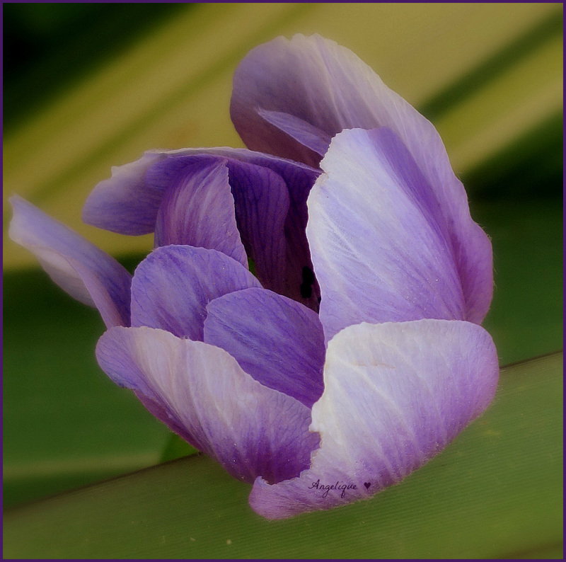 Anémone ........Bonne semaine à tous mes ami(e)s !