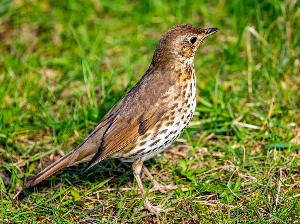 Thrush