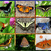 BUTTERFLY COLLAGE