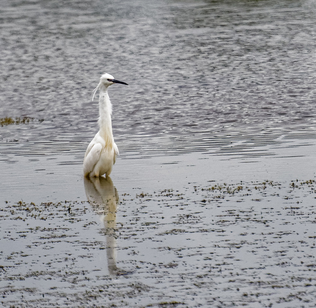 Egret