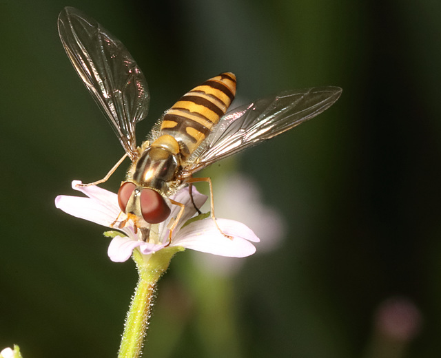 IMG 4247Hoverfly