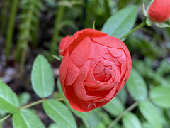 miniature rose