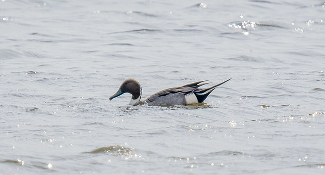 Pintail