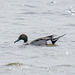 Pintail