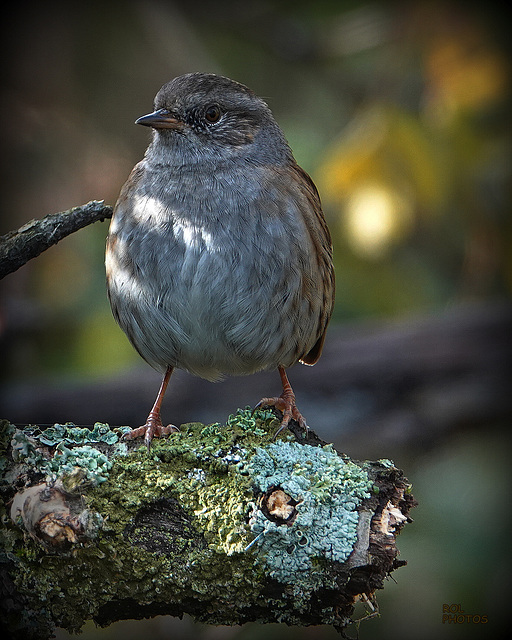 Accenteur mouchet (Prunella modularis - Dunnock), le même, (the same)