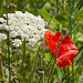 au bord du chemin - carotte & coquelicot