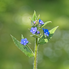 Green alkanet Green alkanet