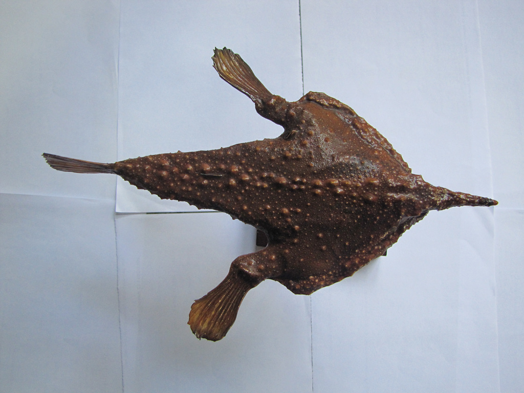Coleção Cyro Gevaerd 038