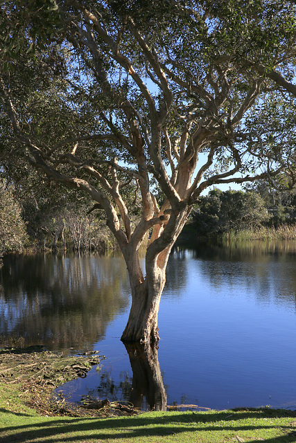 Lake Ainsworth