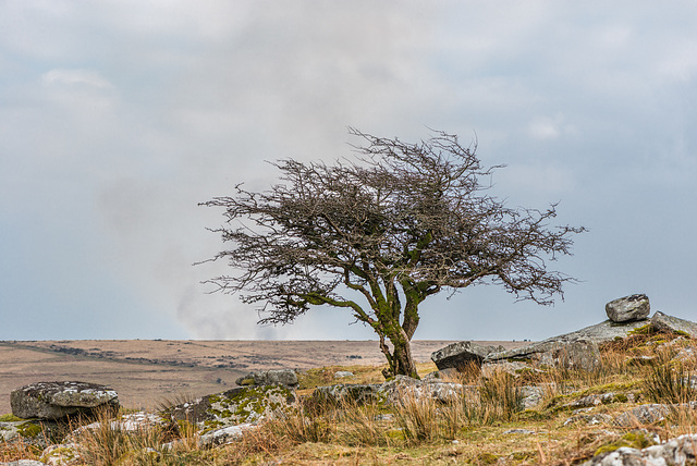 Dartmoor - 20160322